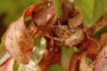 /album/araneidae/araneus-diadematus-1-jpg/